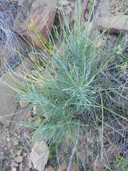 Anginon swellendamense