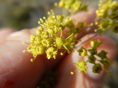 Anginon swellendamense