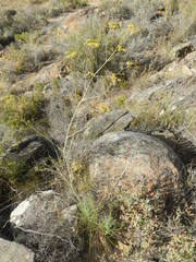 Anginon swellendamense
