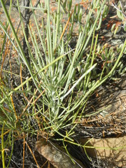 Anginon swellendamense