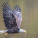 Bald Eagle - Photo (c) Joe Zigmont, some rights reserved (CC BY-NC), uploaded by Joe Zigmont