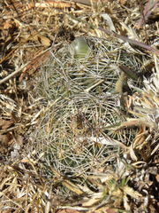 Coryphantha cornifera