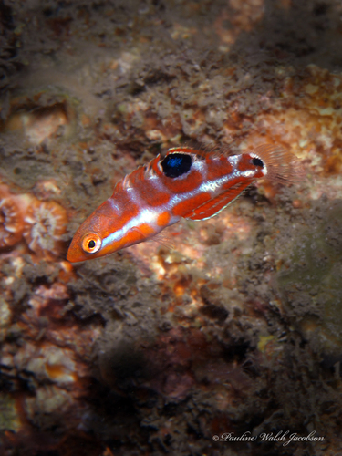 Puddingwife Wrasse