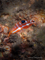 Puddingwife Wrasse photo 5