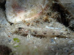 Spottail Goby photo 5