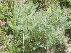 Astragalus drummondii