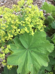 Alchemilla holocycla
