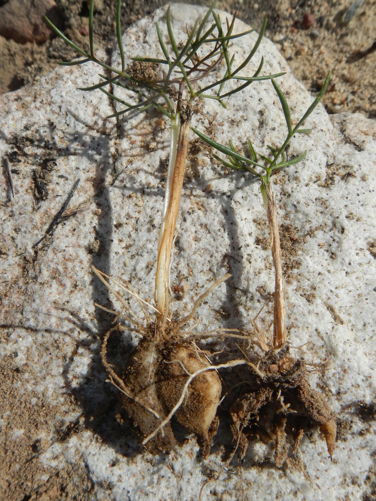 Annesorhiza laticostata