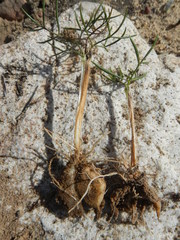 Annesorhiza laticostata
