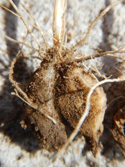 Annesorhiza laticostata