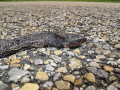 Pituophis melanoleucus