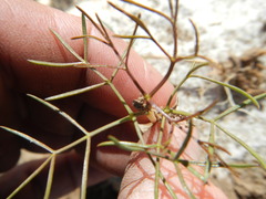 Annesorhiza laticostata