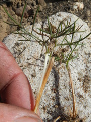 Annesorhiza laticostata