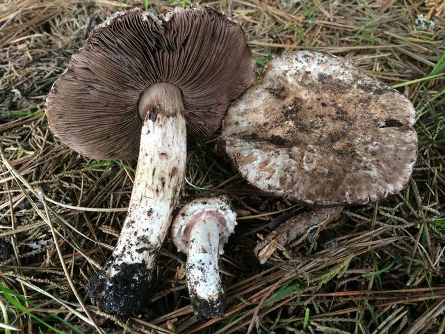 Agaricus fuscovelatus
