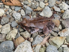 Incilius aucoinae