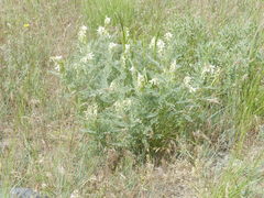 Astragalus drummondii