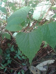 Vitis tiliifolia