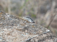 Trachylepis laevigata