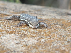 Trachylepis laevigata