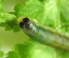 Strongylogaster mixta