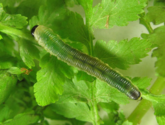 Strongylogaster mixta