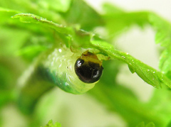 Strongylogaster mixta