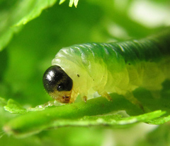 Strongylogaster mixta