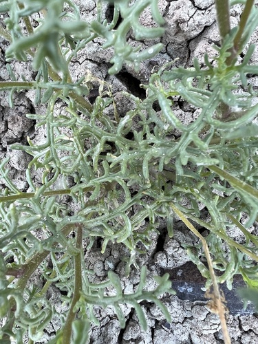 Image of Chaenactis nevii by no rights reserved