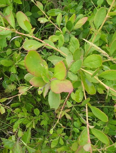 Image of Berberis canadensis by (c) kirk gardner, some rights reserved (CC BY)
