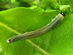 Strongylogaster mixta