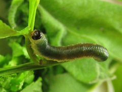 Strongylogaster mixta