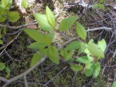 Ilex mucronata image
