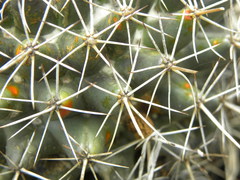 Coryphantha clavata clavata