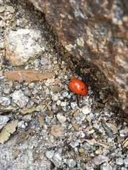 Leptinotarsa rubiginosa