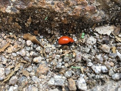 Leptinotarsa rubiginosa