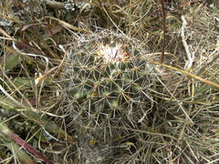 Coryphantha clavata clavata