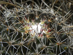 Coryphantha clavata clavata
