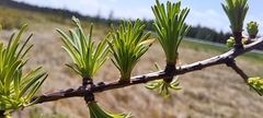 Larix laricina image