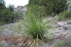 Dasylirion cedrosanum