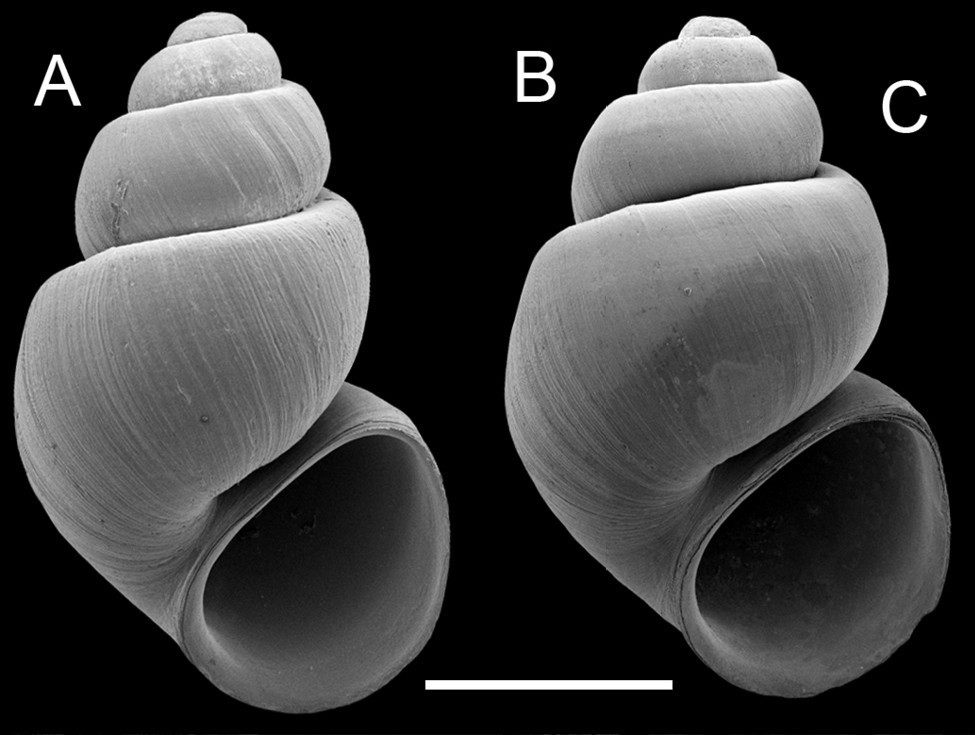 Pyrgulopsis