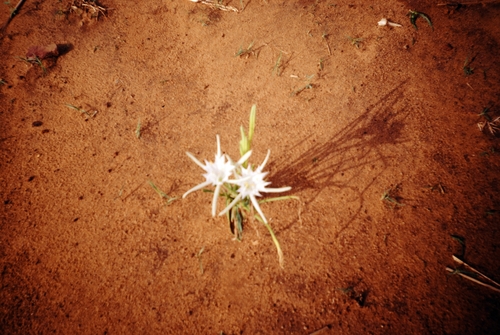 Pancratium tenuifolium (Pancratium tenuifolium)