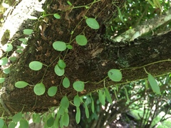 Peperomia rotundifolia