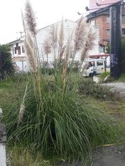 Cortaderia nitida