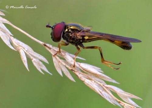 Variable Duskyface Fly, photo 5 of 10