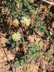 Desmanthus cooleyi