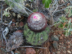 Melocactus stramineus