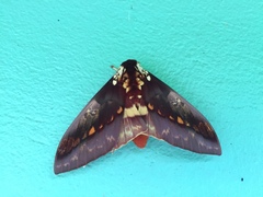 Citheronia phoronea