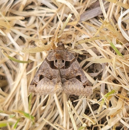 Toothed Somberwing photo 3