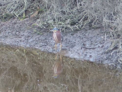 iNaturalist observation photo of Green Heron
