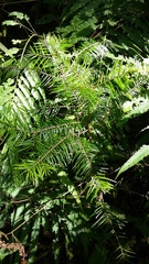 Abies jaliscana